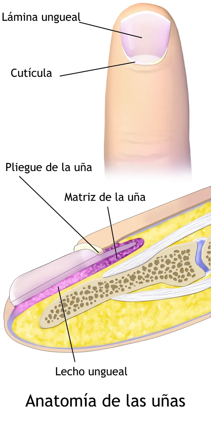 Esquema de la anatomía de la uña: lámina, cutícula, pliegue, matriz y lecho